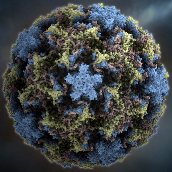 Rhinovirus. Kredit: University of Wisconsin-Madison.