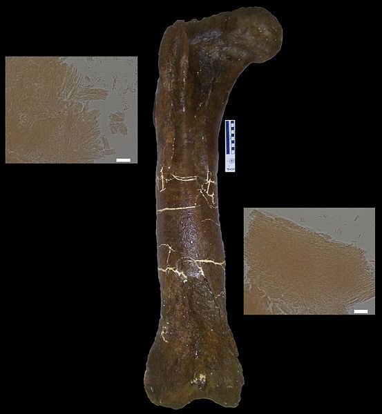 StehennĂ­ kost tyranosaura MOR 1125, ze kterĂ© SchweitzerovĂˇ se svĂ˝m tĂ˝mem izolovala demineralizovanou tkĂˇĹ? a peptidy. Je tedy moĹľnĂ©, Ĺľe v 67 milionĹŻ let starĂ© fosĂ­lii stĂˇle pĹ™etrvĂˇvajĂ­ pĹŻvodnĂ­ organickĂ© molekuly? Kredit: James D. S