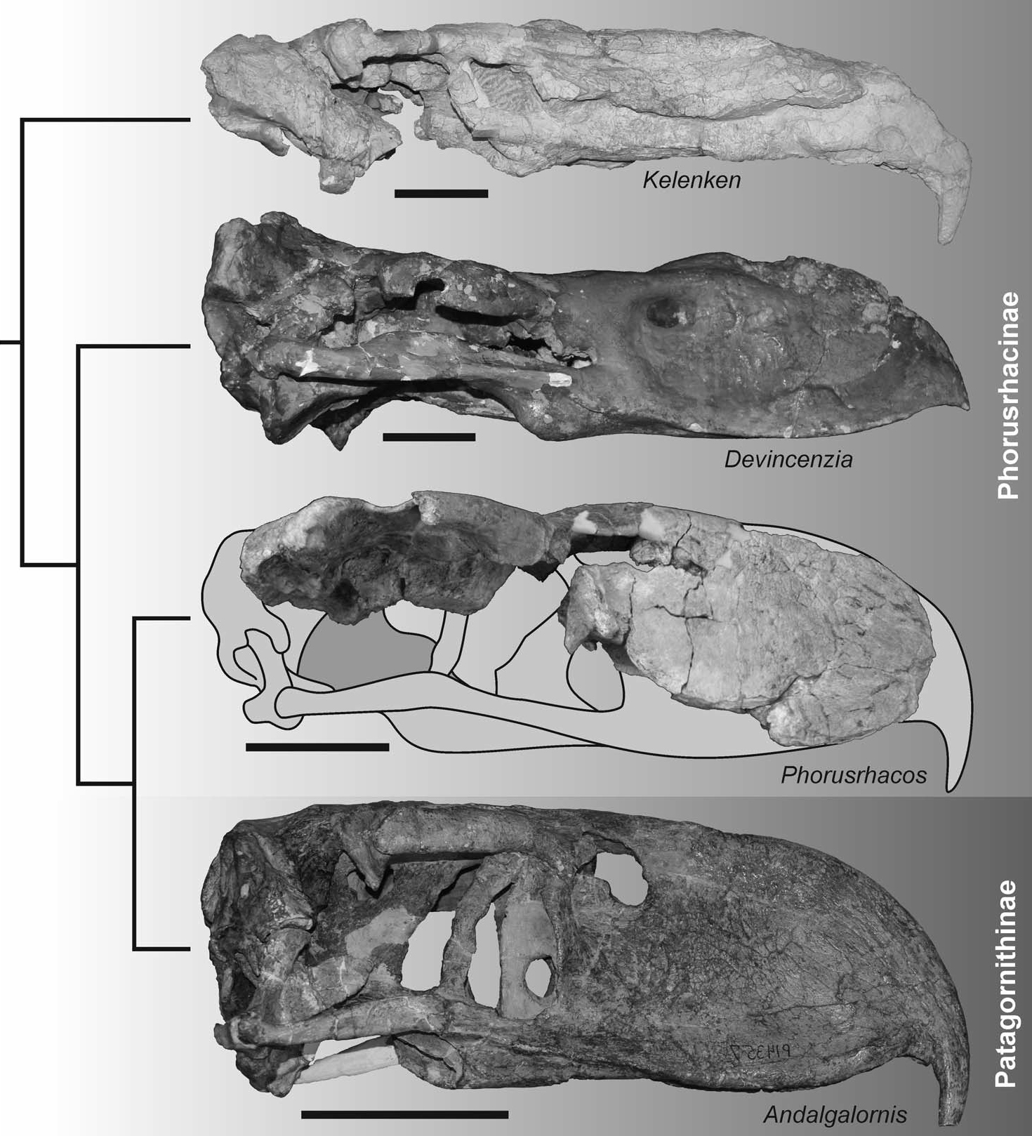 Horní část lebky čtyř zástupců čeledi Phorusrhacidae (nejsou zobrazeny ve správné poměrné velikosti). Na první pohled je patrné, že ačkoliv druh Kelenken guillermoi disponoval nejdelší dnes známou ptačí lebkou (s délkou 71,6 cm), lebky příbuzných dru