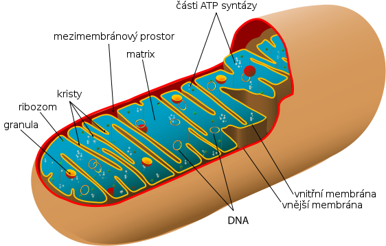 TakĂ© svĂ˝m tvarem mitochondrie stĂˇle pĹ™ipomĂ­najĂ­ bakterie z nichĹľ pochĂˇzejĂ­.  (Kredit Mariana Ruiz (LadyofHats), pĹ™eklad Michal MaĹ?as, Wikipedia)