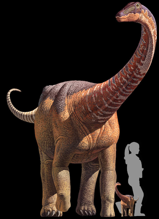 DospÄ›lĂ˝ jedinec a nÄ›kolik tĂ˝dnĹŻ starĂ© mlĂˇdÄ› sauropoda rapetosaura ve velikostnĂ­m porovnĂˇnĂ­ s prĹŻmÄ›rnÄ› vysokou Ĺľenou. Kredit: Kristina Curry Rodgers