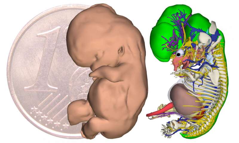 V 9,5 tĂ˝dnech lidskĂ© embryo mÄ›Ĺ™Ă­ 15,9 mm. (Kredit: Bernadette de Bakker, MD of the Academic Medical Center in Amsterdam)