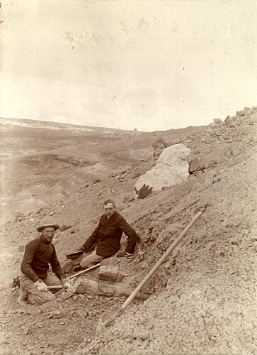 Barnum Brown (vlevo) s Henry F. Osbornem na vykopĂˇvkĂˇch u Como Bluff v roce 1897. Zde Ĺˇlo jeĹˇtÄ› o dinosaury z obdobĂ­ pozdnĂ­ jury. Za nÄ›kolik let ale Brown objevĂ­ a o tĹ™i roky pozdÄ›ji Osborn formĂˇlnÄ› popĂ­Ĺˇe takĂ© prvnĂ­ho tyranosaura. A