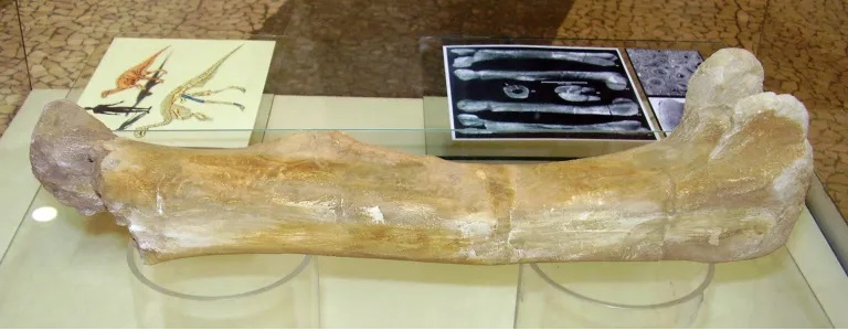 Stehenní kost ptakopánvého dinosaura druhu Burianosaurus augustai. Fosilie byla objevena na jaře roku 2003 a o více než čtrnáct let let později, v září roku 2017, obdržela své vědecké jméno. Snímek autora textu, pořízený na výstavě replik koster arge