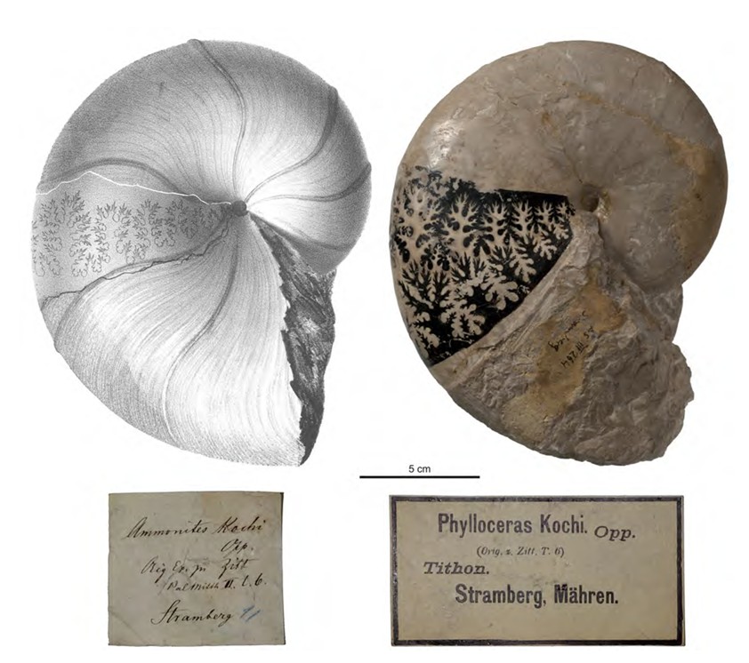 Amonit druhu Phylloceras kochi Oppel, 1865.