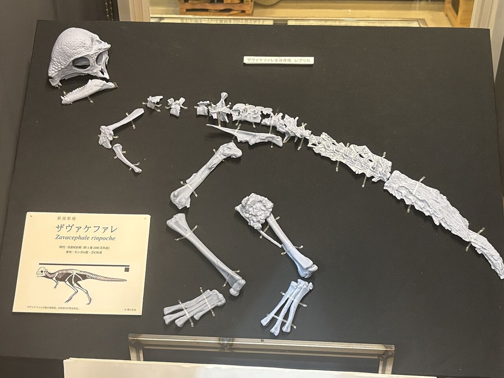Replika dochovaných částí skeletu typového exempláře primitivního pachycefalosaura druhu Zavacephale rinpoche. Tento malý zástupce „tlustolebých“ dinosaurů žil na území současného Mongolska v období pozdní fáze rané křídy. Kredit: Eight heads serpent