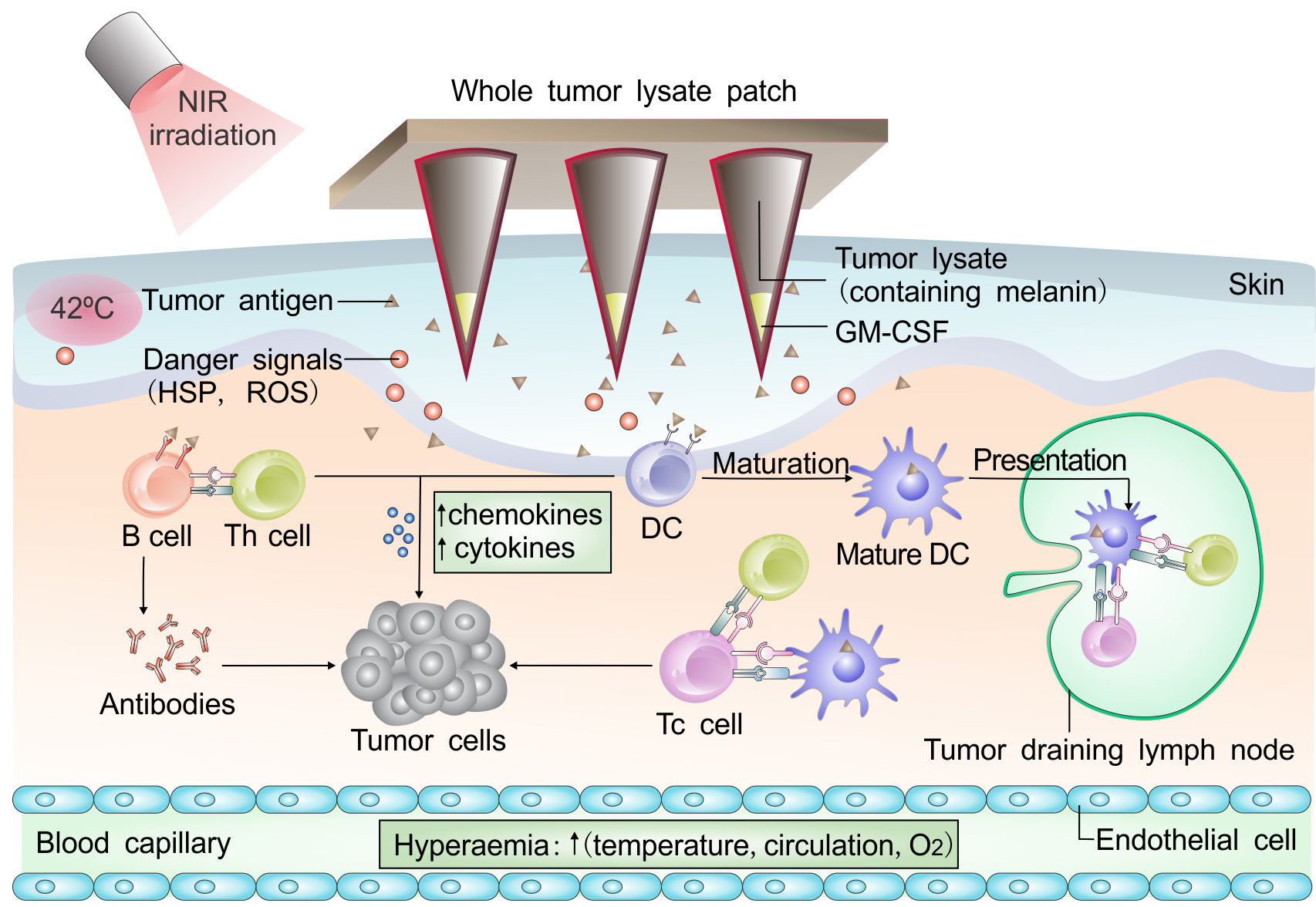 Schema vakcinace proti melanomu za použití lyzátu připraveného z nádoru a přídavku melanomu. Kredit: Ye et al., Sci. Immunol.  (2017)