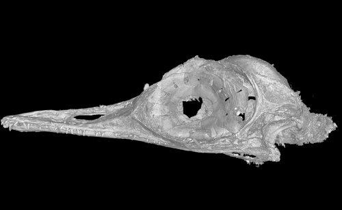 Obrázek fosilní lebky nového teropoda z Myanmaru pořízený za pomoci počítačové tomografie. Miniaturní lebka zaujme úzkými čelistmi s desítkami drobných ostrých zoubků a především obřími očnicemi, které daly tomuto taxonu jeho rodové jméno. Oculudenta