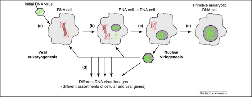 Jak mohly viry postavit DNA organismy? Kredit: Claverie & Abergel (2010), Trends in Genetics.