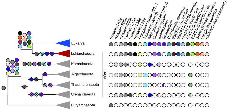 KomplexnĂ­ pĹŻvod eukaryot (modrĂ˝ trojĂşhelnĂ­k) uvnitĹ™ linie TACK. Lokiarchaeota â€“ 
ÄŤervenĂ˝ trojĂşhelnĂ­k. Kredit: Spang et al. (2015), Nature.