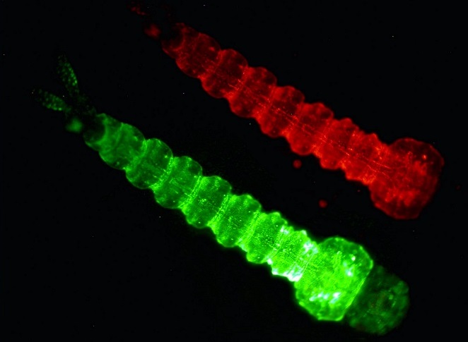 KrĂˇsnÄ› geneticky manipulovanĂ© komĂˇĹ™Ă­ larvy. Kredit: Oxitec.