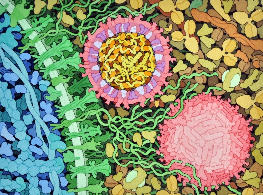 Viry zika na povrchu buňky. Kredit: David Goodsell / PNAS blog.