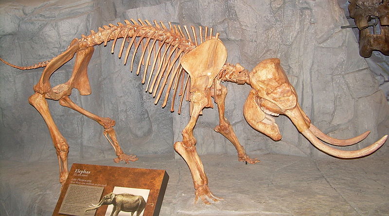 Elephas/Palaeoloxodon falconeri ze StĹ™edomoĹ™Ă­. TrpasliÄŤĂ­ slon, kterĂ˝ mÄ›Ĺ™il na vĂ˝Ĺˇku 90 cm. Kredit: Ninjatacoshell / Wikimedia Commons.