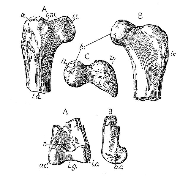 Fragmenty stehennĂ­ kosti a tibiotarzu druhu Elopteryx nopcsai z rĹŻznĂ˝ch pohledĹŻ (podle Andrewse, 1913). O pozĹŻstatky obĹ™Ă­ch sov se ale rozhodnÄ› nejednĂˇ. PĹ™evzato z Wikipedie.