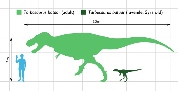 Velikostní srovnání dospělého člověka s dospělcem a pětiletým mládětem asijského tyranosaurina druhu Tarbosaurus bataar. Je možné, že právě tento mongolsko-čínský tyranosauridní teropod byl přímým předkem ještě většího a hrozivějšího severoamerického