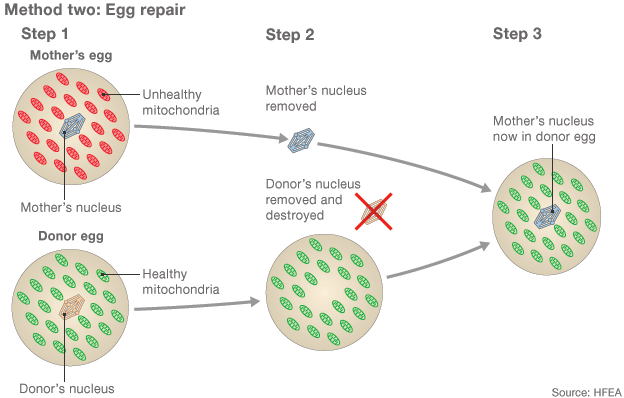 Kredit: TheÂ Human Fertilisation and Embryology AuthorityÂ (HFEA)