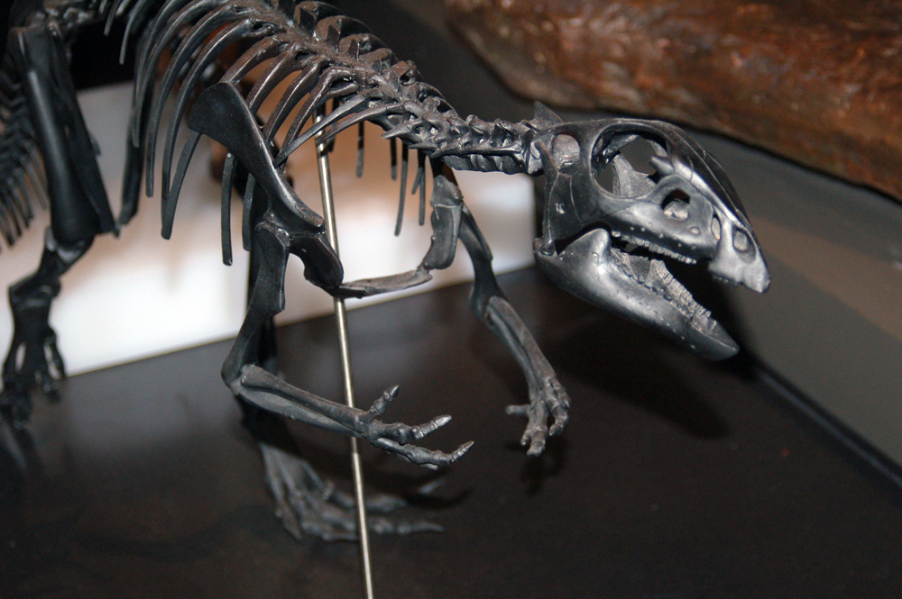 Qantassaurus intrepidus je jedním z 24 dnes známých dinosaurů objevených v Austrálii a zároveň představuje jednoho ze 14 dinosauřích taxonů, začínajících na písmeno Q (což je zatím z celé abecedy nejméně). Tento malý ornitopod z kladu Elasmaria žil v