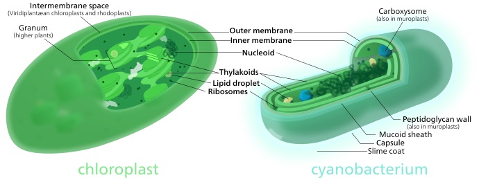 Chloroplast nezapře sinici. Kredit: Kelvinsong / Wikimedia Commons.