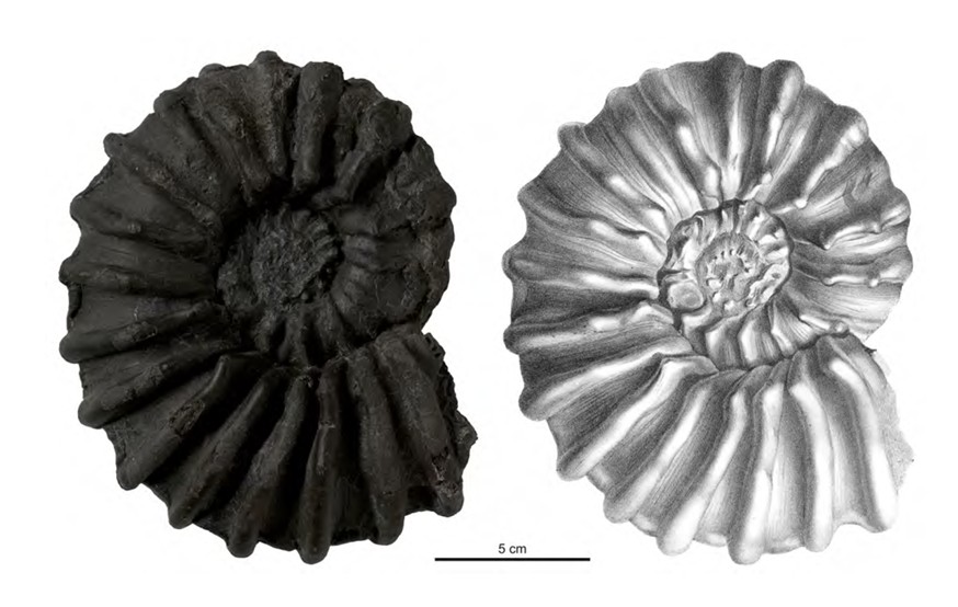 Amonit druhu Procheloniceras pachystephanum Uhlig, 1883. Podle vlastnoruční poznámky na etiketě sběr Hoheneggera v hornické štole 24. prosince 1859.