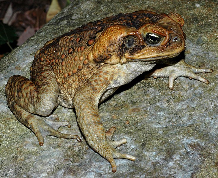 Ropucha obrovská v Austrálii. Kredit: Froggydarb.