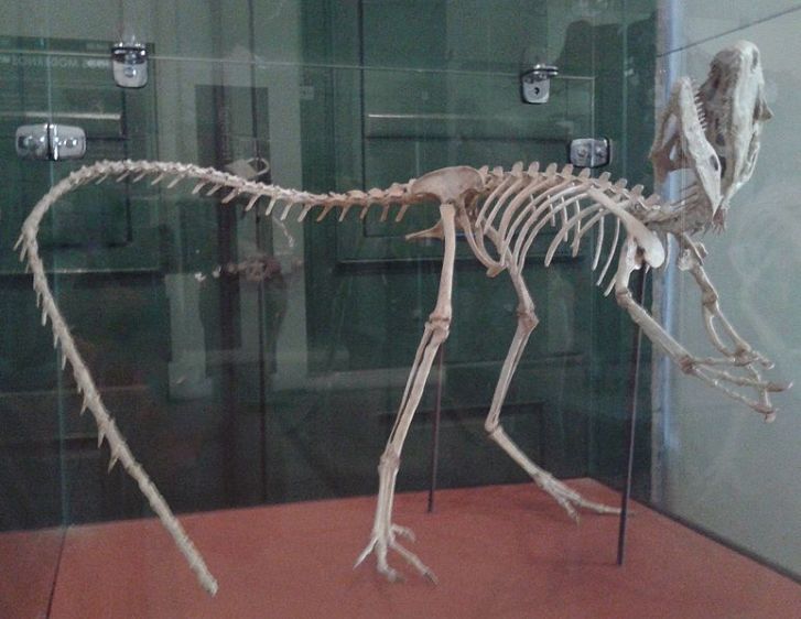 Rekonstruovaná kostra druhu Santanaraptor placidus ve sbírkách nyní z velké části zničeného Národního muzea v brazilském Rio de Janeiro. Kostra je z velké části hypotetická a její celková délka dosahuje asi 1,3 metru. Santanaraptoři byli pravděpodobn