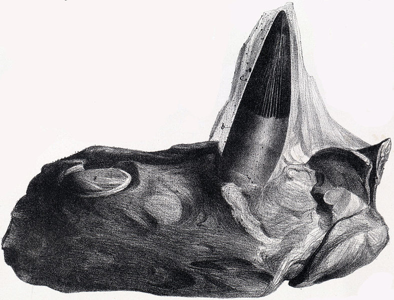 Fragment ÄŤelisti s dobĹ™e zachovanĂ˝m zubem moĹ™skĂ©ho pliosaura druhu Polyptychodon interruptus. Tito velcĂ­ predĂˇtoĹ™i obĂ˝vali moĹ™e naĹˇeho ĂşzemĂ­ v dobÄ› pĹ™ed zhruba 90 miliony let. NĂˇkres pochĂˇzĂ­ z konce 19. stoletĂ­, fosĂ­lie byla objev
