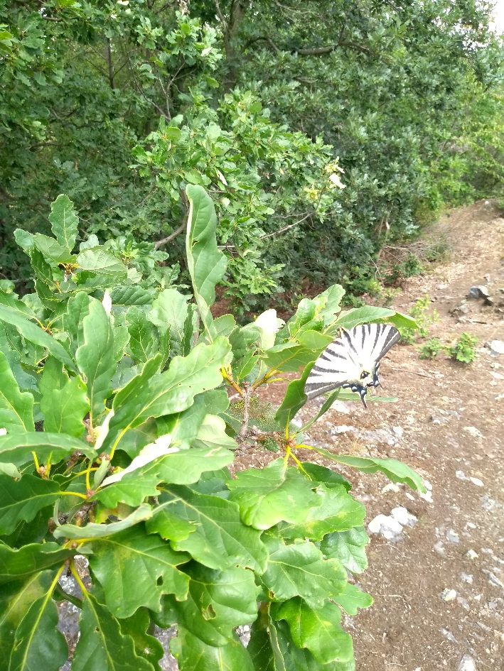Za přírodou stačí vyjít i jen kousek za Prahu do Tichého údolí u Roztok (foto Vladimír Wagner).