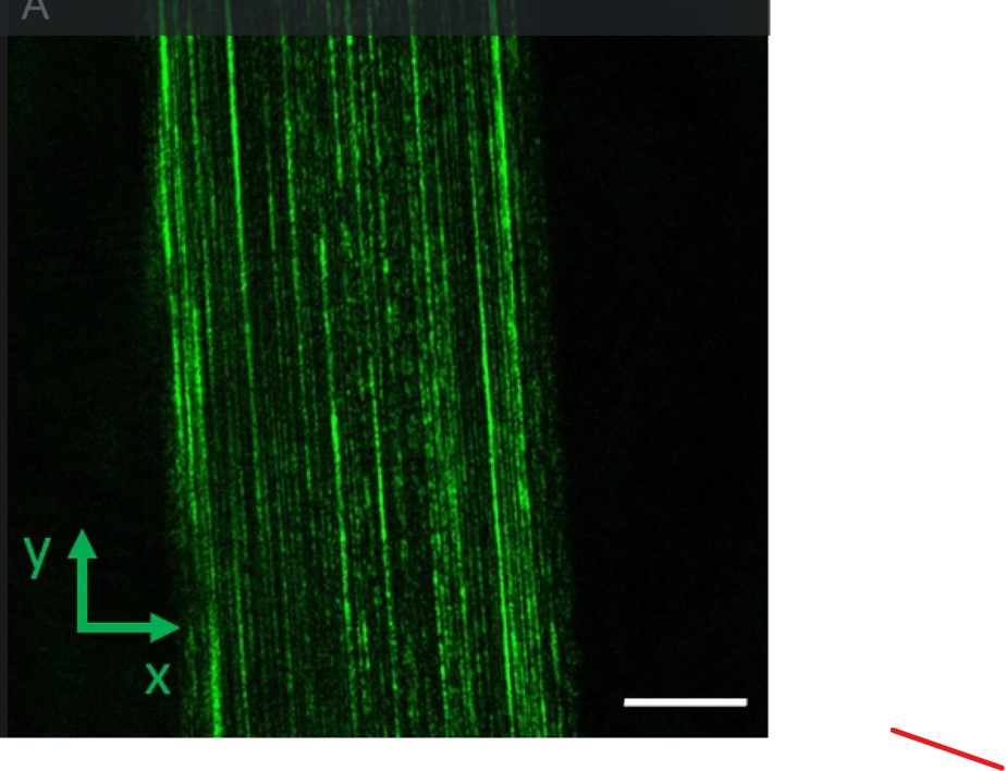 CRFD mikroskopický snímek středního řezu hlavního ampulárního vlákna pavouka druhu Nephila inaurata. Bílá úsečka znázorňuje 5 µm. Kredit: Scientific Reports (2023). DOI: 10.1038/s41598-023-33839-z