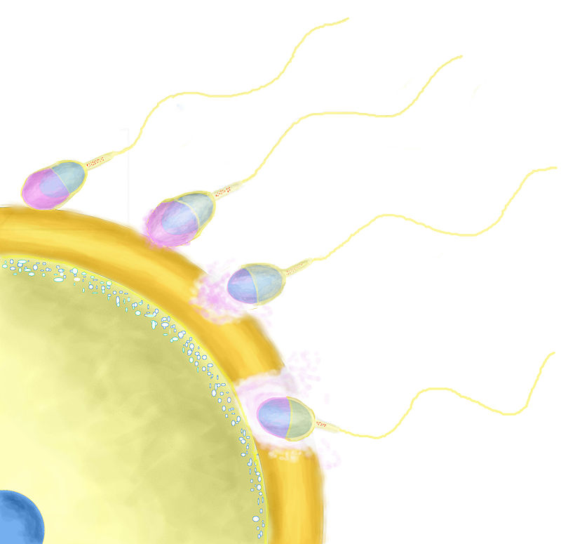 Tak se oplozenĂ­ v uÄŤebnicĂ­ch maluje v knihĂˇch a uÄŤĂ­ na ĹˇkolĂˇch - jako idylickĂ˝ prĹŻnik spermie do vajĂ­ÄŤka usnadnÄ›nĂ˝ ÄŤinnostĂ­ enzymu.