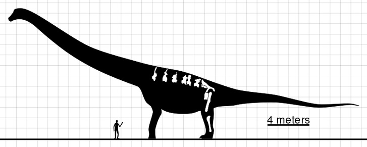 Ilustrace zobrazuje velikost dochovaných kosterních částí argentinosaura (chybí ovšem kost pažní) a přibližné celkové rozměry tohoto obřího sauropodního dinosaura. I nejkonzervativnější odhady hmotnosti odpovídají zhruba společné váze deseti dospělýc