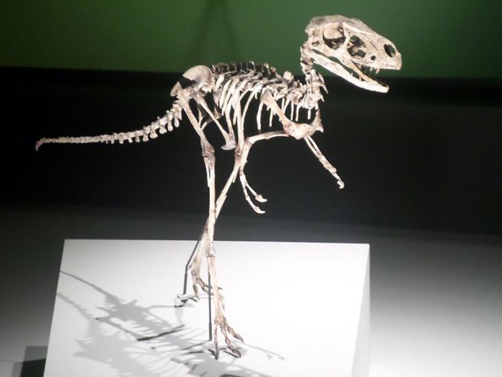 Rekonstruovaná kostra dilonga, jejíž podobnost se skelety pozdějších a mnohem větších tyranosauridů je zde poměrně nápadná. Kredit: Tony Cairns, Wikipedie (CC BY 2.0)