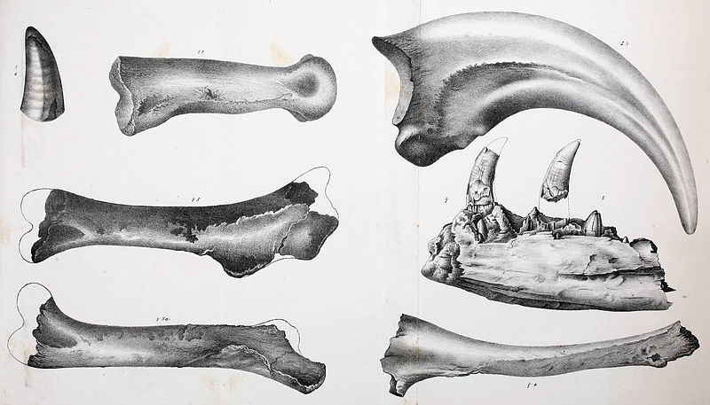 FosilnĂ­ fragmenty kostry dryptosaura, jak je zakreslil k roku 1871 Edward D. Cope. Zaujme zejmĂ©na masivnĂ­ drĂˇp o dĂ©lce pĹ™es 20 centimetrĹŻ (vpravo nahoĹ™e), kterĂ˝ dinosaurovi vyslouĹľil i jeho dosud platnĂ© rodovĂ© jmĂ©no, znamenajĂ­cĂ­ v pĹ™e