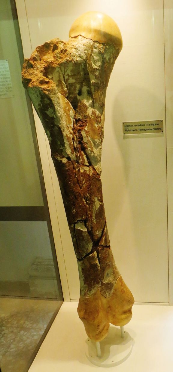 Fragment fosilní stehenní kosti druhu Palaeoloxodon namadicus. Nejdelší objevený exemplář by v kompletním stavu měřil na délku asi 1,9 metru a blížil by se tak velikosti femurů obřích sauropodů. Původce takové kosti by zřejmě měřil v nejvyšším bodě h