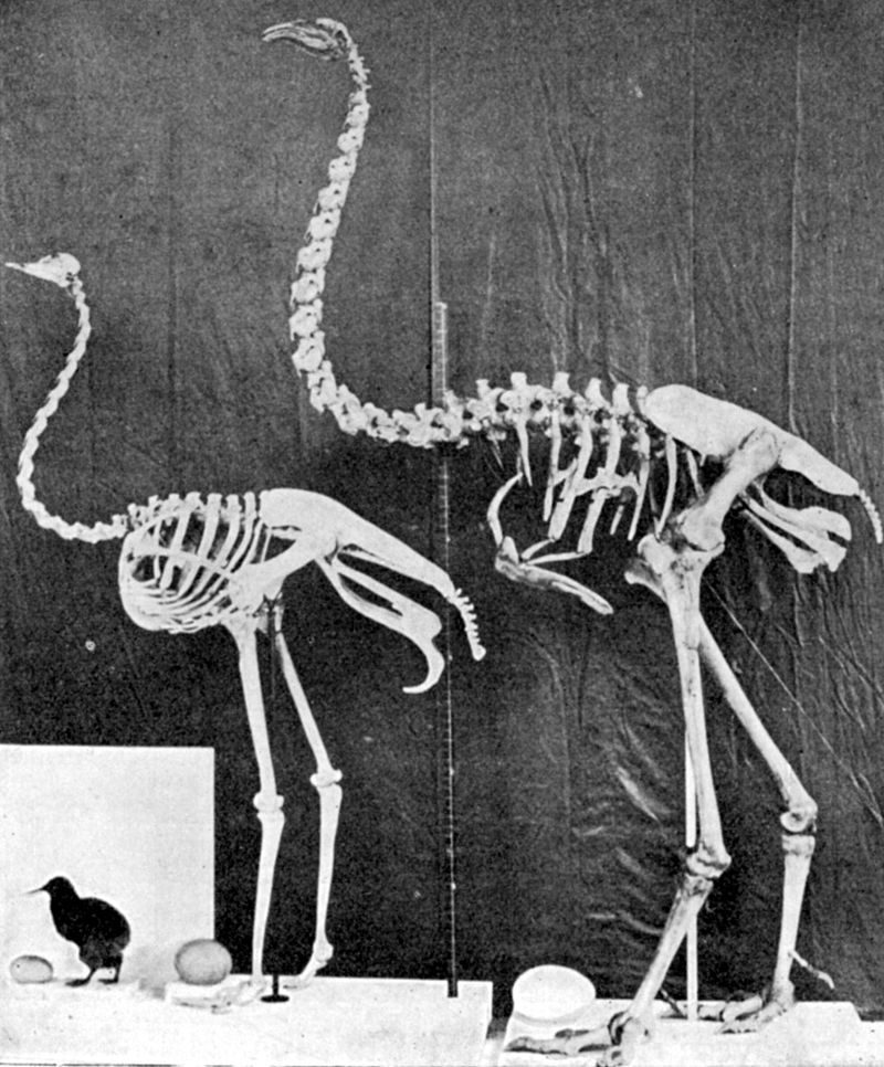 Mezi mumlavÄ› bublajĂ­cĂ­ potomky dinosaurĹŻ patĹ™il i nedĂˇvn vyhynulĂ˝ Dinornis (Moa). (Kredit: Wikipedia, volnĂ© dĂ­lo)