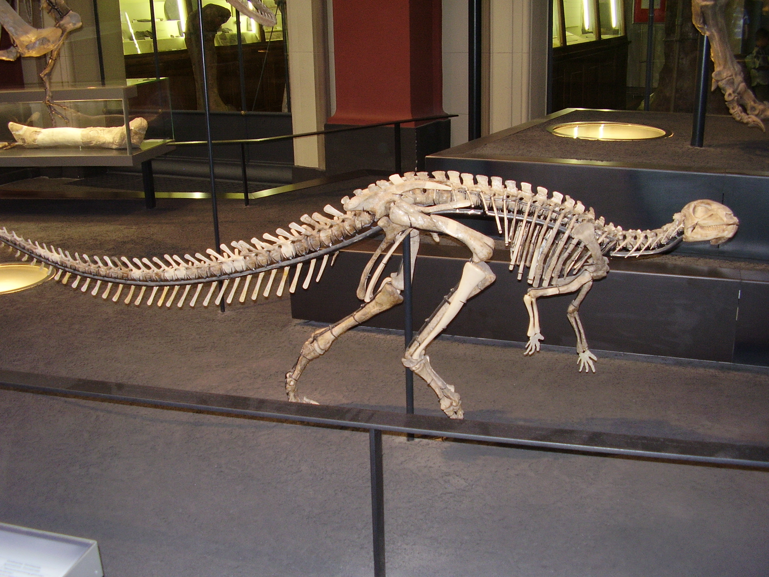 Kostra malého ornitopoda druhu Dysalotosaurus lettowvorbecki v Přírodovědném muzeu v Berlíně. Tento býložravec o velikosti dospělého člověka byl formálně popsán právě před sto lety. Kredit: Vlastní snímek; Wikipedie (CC BY-SA 4.0)