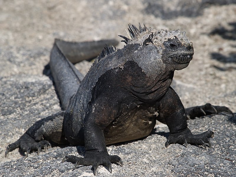 Galapážský leguán mořský pozorně sleduje novinky o plášťovém chocholu. Kredit: Wragge / Wikipedia Commons.