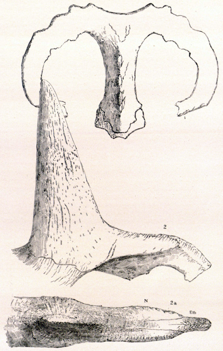 Foslie holotypů domnělých samostatných druhů ceratopsidních dinosaurů – Monoclonius crassus a Monoclonius sphenocerus. Tyto taxony pojmenoval slavný paleontolog Edward Drinker Cope, dnes je však jejich validita značně zpochybněna. Pravděpodobně se je
