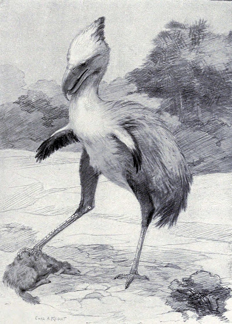Mírně zastaralá rekonstrukce vzezření druhu Phorusrhacos longissimus od výtvarníka Charlese R. Knighta z roku 1901. V té době bylo teprve deset let známé, že se jednalo o velkého nelétavého ptáka. Do roku 1891 totiž o jeho fosilii panovalo mylné přes