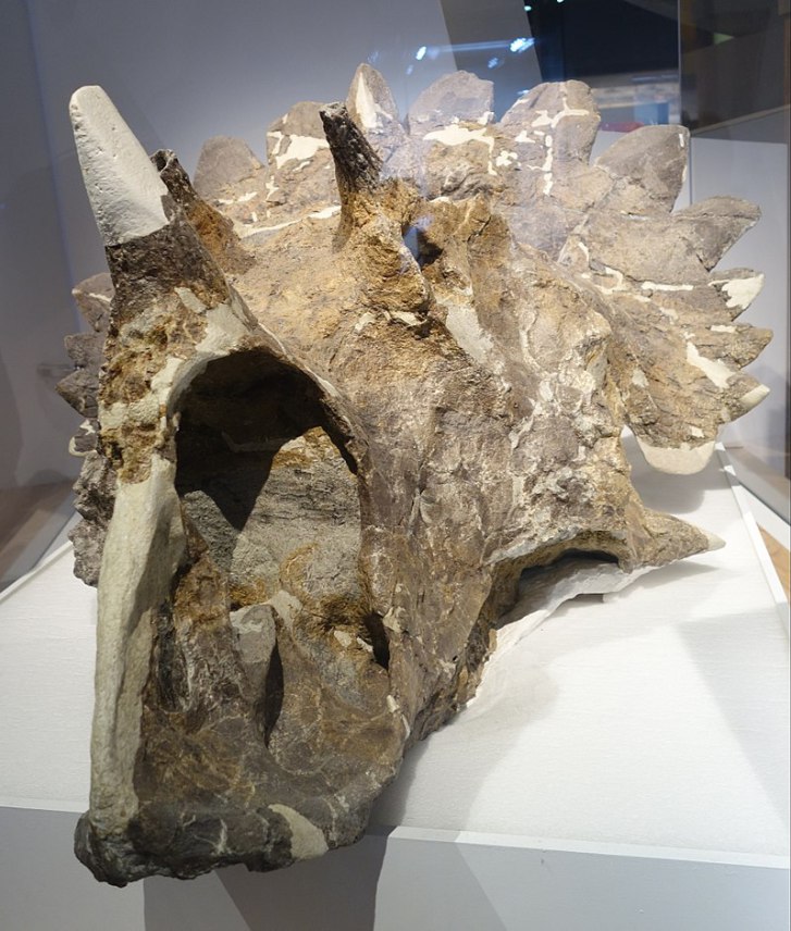 Fosilní lebka regaliceratopse vykazuje neobvyklý tvar epokcipitálních výrůstků na okraji lebečního „límce“. Tento anatomický znak dokládá, že i zástupci chasmosaurinů dokázali na konci křídy vyvinout zajímavé excesivní struktury na svých lebkách. Kre
