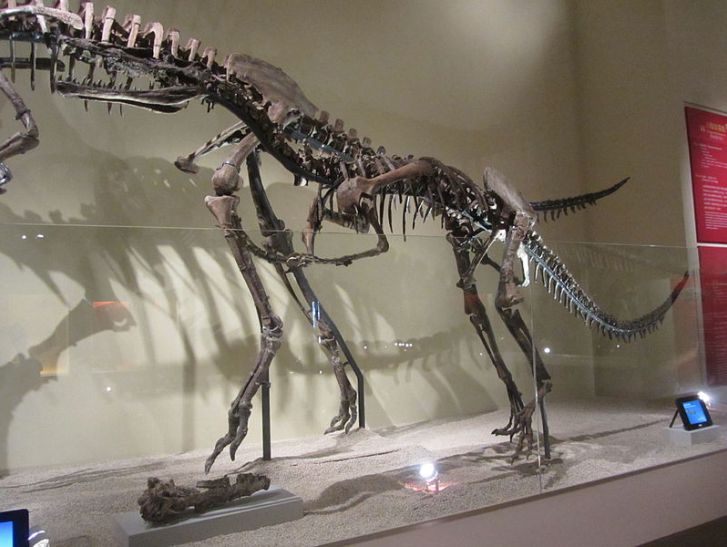 Snímek z výstavy kosterních replik raně křídových čínských dinosaurů, v popředí Xiongguanlong a za ním ještě větší ornitomimosaurní teropod druhu Beishanlong grandis. Tento vzdálený příbuzný galimima či strutiomima byl s hmotností kolem 600 kilogramů