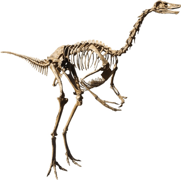Možná posledními přímými svědky zkázonosného dopadu planetky byli pštrosí dinosauři (ornitomimidi), žijící před 66 miliony let na jihu Laramidie, tedy zhruba oblasti dnešního Nového Mexika a Texasu. Kredit: MCDinosaurhunter, Wikipedie (CC BY-SA 3.0)