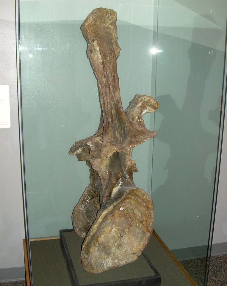 Obří bederní obratel BYU 9044, představující holotyp dnes již neexistujícího druhu „Ultrasauros“ macintoshi. Výška této kosti z páteře obřího sauropoda činí 133 centimetrů. Pravděpodobně se jedná o obratel diplodokidního sauropoda druhu Supersaurus v