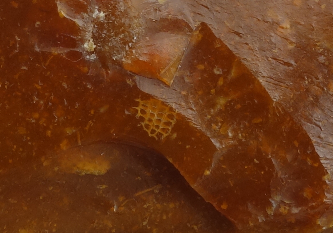 Na povrchu artefaktu četné malé úlomky mechovek (Bryozoa), fosilie typické pro baltský pazourek z paleocénu (dan). Foto: A. Uhlíř, 2019.