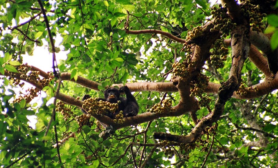 Pohoda v Kibale. Kredit: Drrobert, Wikimedia Commons, CC BY-SA 4.0.