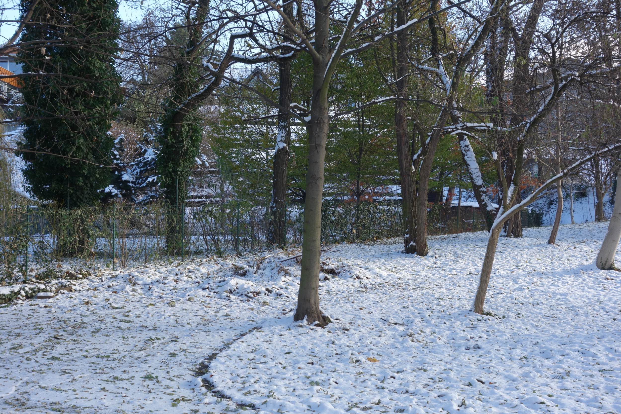 V pozadí za stromy jezírko na místě čedičového  lomu Jiřího Tomsy na ulici Bronzová, Slezská Ostrava. Foto: A. Uhlíř, listopad 2023.