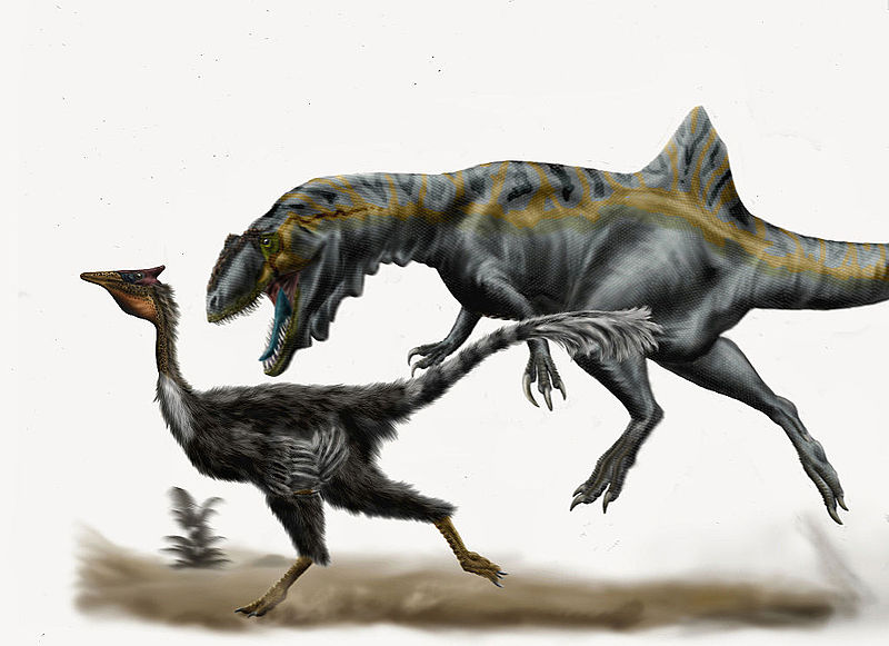 Karcharodontosaurid Concavenator corcovatus ĂştoÄŤĂ­ v plnĂ©m bÄ›hu na opeĹ™enĂ©ho pelekanimima. Pokud ho nestihne skolit do doby, neĹľ tento ornitomimosaur zĂ­skĂˇ plnou rychlost, nejspĂ­Ĺˇ ho jiĹľ nechytĂ­. Kredit: Durbed, publikovĂˇno na DeviantAr