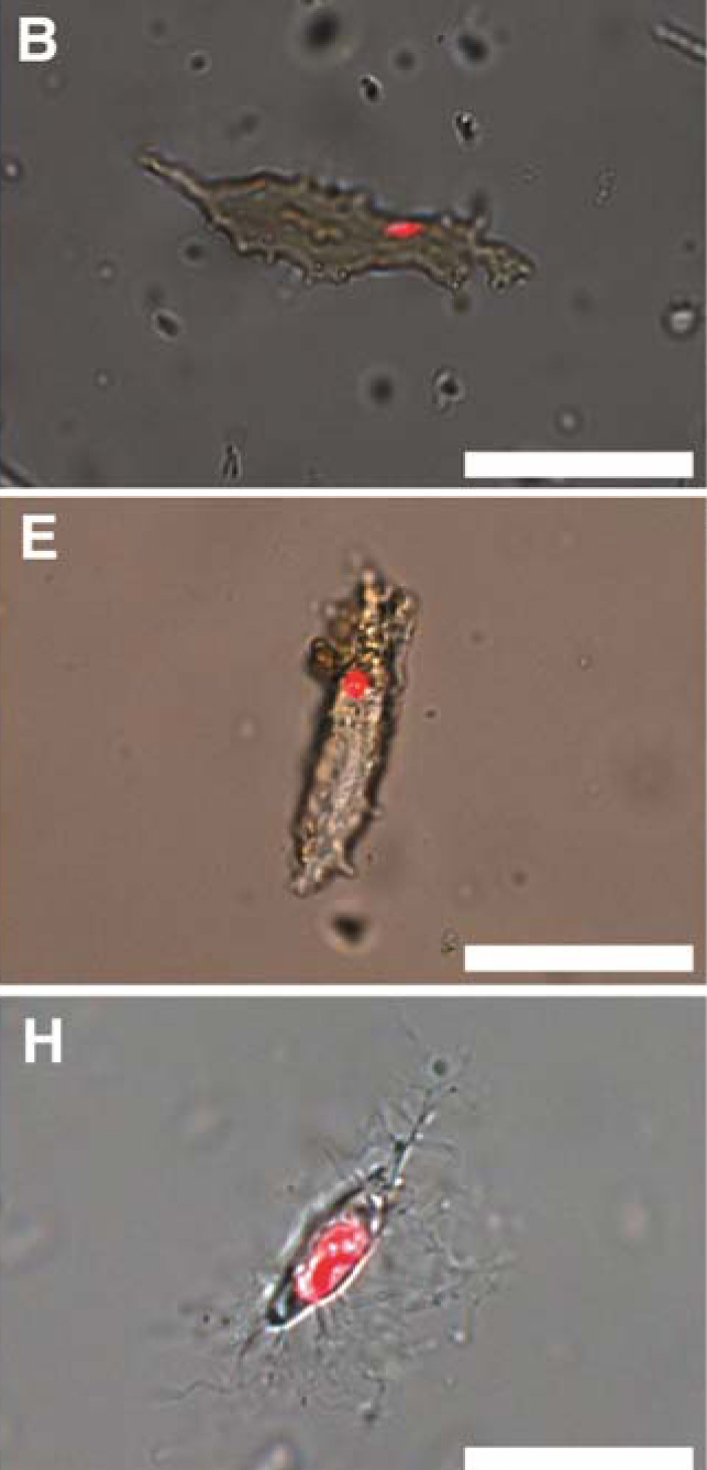 Osteocyty (kostnĂ­ buĹ?ky) druhĹŻ T. rex (B), B. canadensis (E) a pĹˇtros dvouprstĂ˝ (H), zobrazujĂ­cĂ­ pozitivnĂ­ reakci na propidium jodid (interkalujĂ­cĂ­ barvivo, vĂˇĹľĂ­cĂ­ se na DNA). Kredit: Dr. Mary SchweitzerovĂˇ, NC State University