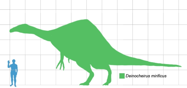 Silueta deinocheira ve velikostnĂ­m srovnĂˇnĂ­ s postavou dospÄ›lĂ©ho ÄŤlovÄ›ka. Tento zdaleka nejvÄ›tĹˇĂ­ ze znĂˇmĂ˝ch ornitomimosaurĹŻ pĹ™ekonĂˇval svĂ© pĹ™Ă­buznĂ© z hlediska tÄ›lesnĂ© hmotnosti aĹľ desetinĂˇsobnÄ›. Dosahoval dĂ©lky kolem 11 metrĹ