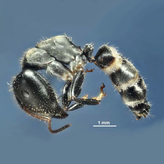Camponotus wanangus, novĂ˝ mravenec pro vÄ›du, vÄ›novanĂ˝ vesnici Wanang. Kredit: KlimeĹˇ & McArthur (2014).