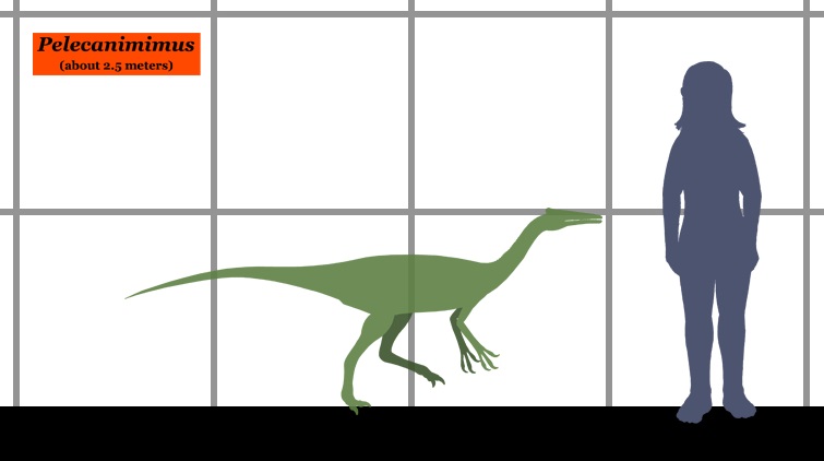Velikost a tvar tÄ›la druhu Pelecanimimus polyodon, vĂ˝vojovÄ› primitivnĂ­ho â€žpĹˇtrosĂ­hoâ€ś dinosaura ze spodnokĹ™Ă­dovĂ©ho Ĺ panÄ›lska. Tento asi 2,5 metru dlouhĂ˝ teropod vypadal tak trochu jako kĹ™Ă­Ĺľenec velkĂ© slepice, pelikĂˇna a pĹˇtrosa. 